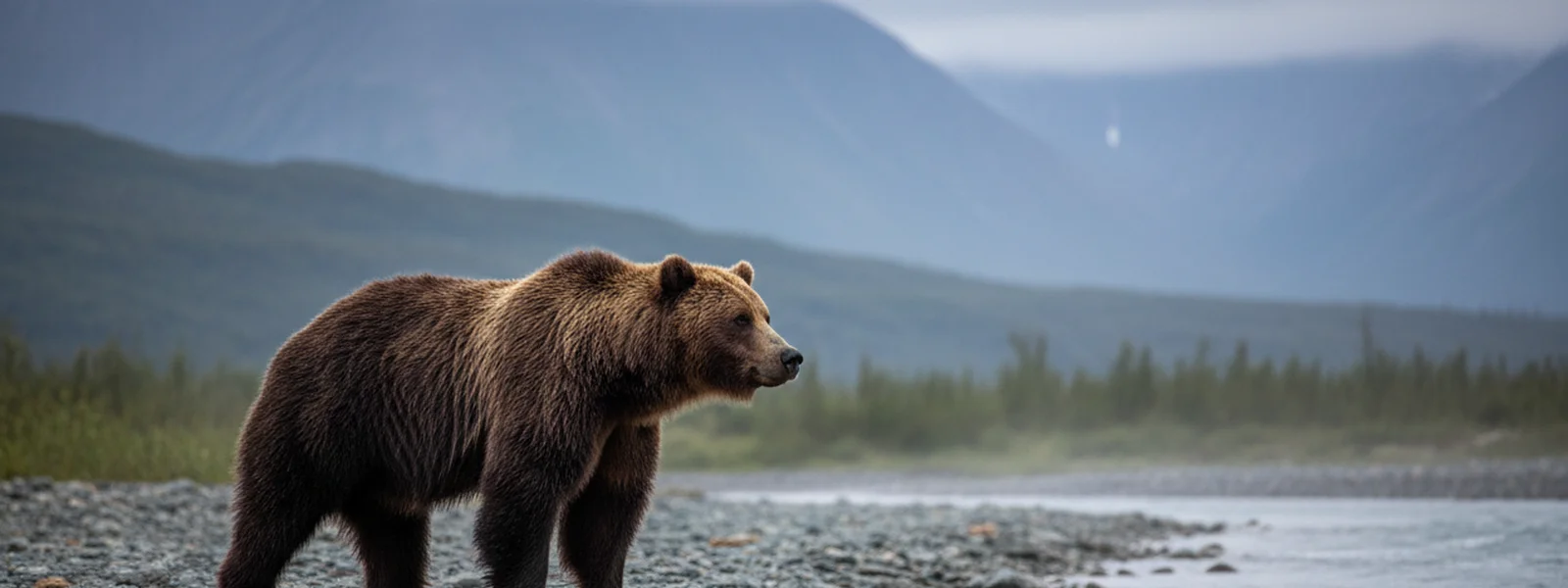 brown bear design alaska